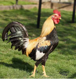 poulet prestige - bicyclette
